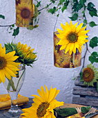 Helianthus annuus / Sonnenblumen