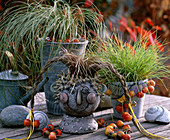 Carex 'Bronce Perfection', 'Frosted Curls '(Sedges), Festuca 'Golden Toupee' (Blue Fescue)