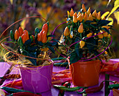 Capsicum in orange and pink plastic pot, sisal, rattan