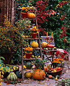 Old wooden ladder decorated: Cucurbita (pumpkins), Chrysanthemum, Malus (apples)