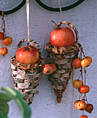 Malus / Äpfel und Zieräpfel, hängende Körbchen mit Birkenrinde