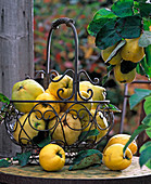 Metal basket with Cydonia (Apple quince)