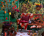 Prunus (ornamental cherry) with lanterns, Chrysanthemum, Hedera (ivy), Brassica (ornamental cabbage)