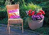 Before-and-after bed refreshment - wicker chair, terracotta pot with aster (Astern)