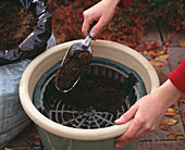 Planting daffodils in tubs in autumn (2/7)
