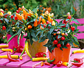 Capsicum annuum / Zierpaprika und Peperonies, bunte Plastiktöpfe, pinker Tisch