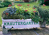 Fahrbarer Kräutergarten: Thymus / Thymian, Salvia / Salbei