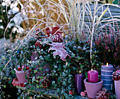 Hedera (ivy), Calluna (heather)