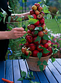 Apple pyramid: Malus (apples), Clematis (wild vine) stuck into pyramid