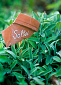 Salvia officinalis / Salbei,