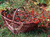 Rosa canina (rosehips in the basket)