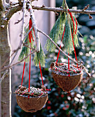 Pinus (Seidenkiefer), Larix (Lärche), Kokosnußhälften gefüllt mit Vogelfutter