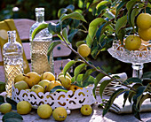 Pyrus pyrifolia (Nashi pear on branch and freshly harvested on metal tray, Bi)