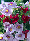 Calibrachoa Superbells 'Candy White' (Magic Bells)