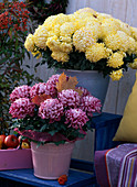 Chrysanthemum (Herbstchrysanthemen) auf Etagere