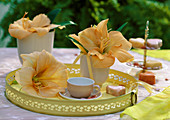 Tablett mit Hippeastrum-Hybr. (Amaryllis in lachsrosa)