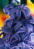 Hyacinthus orientalis (Hyacinth flowers blue)