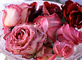 Rose flowers white-pink and red in hoarfrost