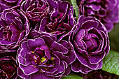 Primula acaulis spring primrose with filled flowers in blue with white margin