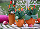 Tulipa 'Flair' (tulips) in orange pots