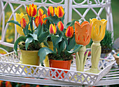 Tulipa 'Flair' (tulips)