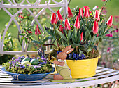 Tulipa (tulips) in yellow tin bowl