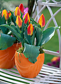 Tulipa 'flair' (tulip) in orange pots, moss