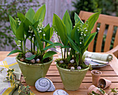 Convallaria majalis (Maiglöckchen) in konischen Töpfen