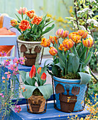 Tulipa (gefüllte, orange und rot-gelbe Tulpen)