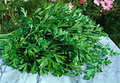 Frisch gepflückte und gewaschene Petersilie (Petroselinum)