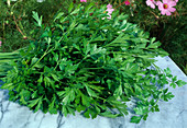 Freshly picked and washed parsley (Petroselinum)