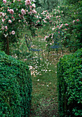 Weg zwischen Buxus (Buchs) und Rosa (Rosen)