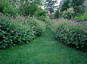 Lawn path with Geranium vivaces