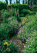 Gravel path between beds with Geranium x oxonianum 'Claridge Druce' (cranesbill), Lupinus (lupines), Digitalis (foxglove) and Achillea (yarrow)