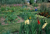 Gemüsegarten mit Zucchini (Cucurbita pepo), bunten Sommerblumen, Gladiolus (Gladiolen), Beete getrennt mit Rasenwegen