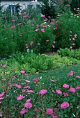Bauerngarten mit Cosmos bipinnatus (Schmuckkörbchen), Lavatera trimestris (Bechermalven) und Salat (Lactuca)