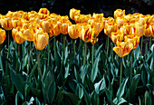 Tulipa 'Juliette' tulips Darwin hybrids