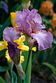Iris barbata elatior 'Amethyst' (iris)