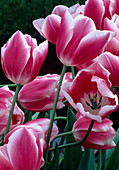 Tulipa 'Lucky Strike'