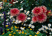 Dahlia 'Pianella' (Kaktusdahlien), Melampodium (Sterntaler), Argyranthemum (Margerite)