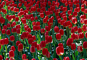 Tulipa (tulips)