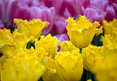 Tulipa crispa 'Hamilton' - fringed tulips