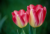 Tulipa 'Pink Impression' (Tulpen)