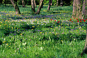 Flower meadow spring