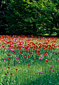 Tulip meadow