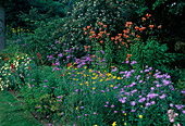 Aster amellus (Bergaster), Verbena bonariensis (Eisenkraut), Lilium tigridum (Tigerlilien), Rudbeckia (Sonnenhut) und Argyranthemum (Margeriten)