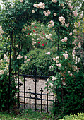 Rosa wichuraiana 'Debutante' (rambler rose) on rose arch, single flowering, good fragrance, small garden gate
