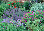 Geranium (Cranesbill), Nepeta (Catmint) and Papaver (Poppy)