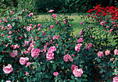 Beet mit Rosa (Beetrosen, Floribunda-Rosen), öfterblühend