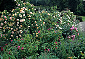 Rosa (Rosen) im Beet mit Paeonia (Pfingstrose) und Geranium (Storchschnabel)